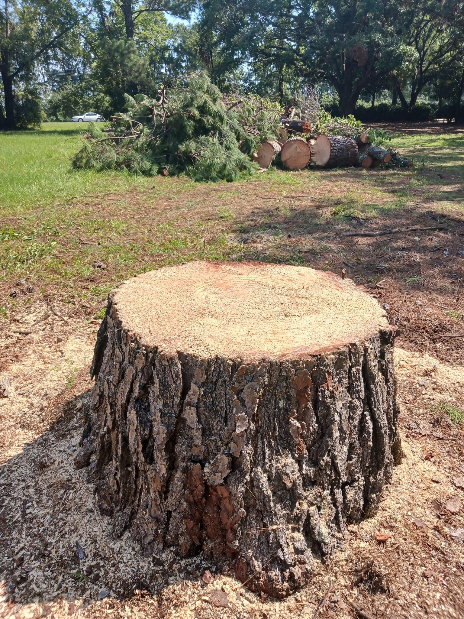 A thick tree stump sits in a grassy yard, surrounded by wood shavings, with a pile of cut logs and branches in the back.
