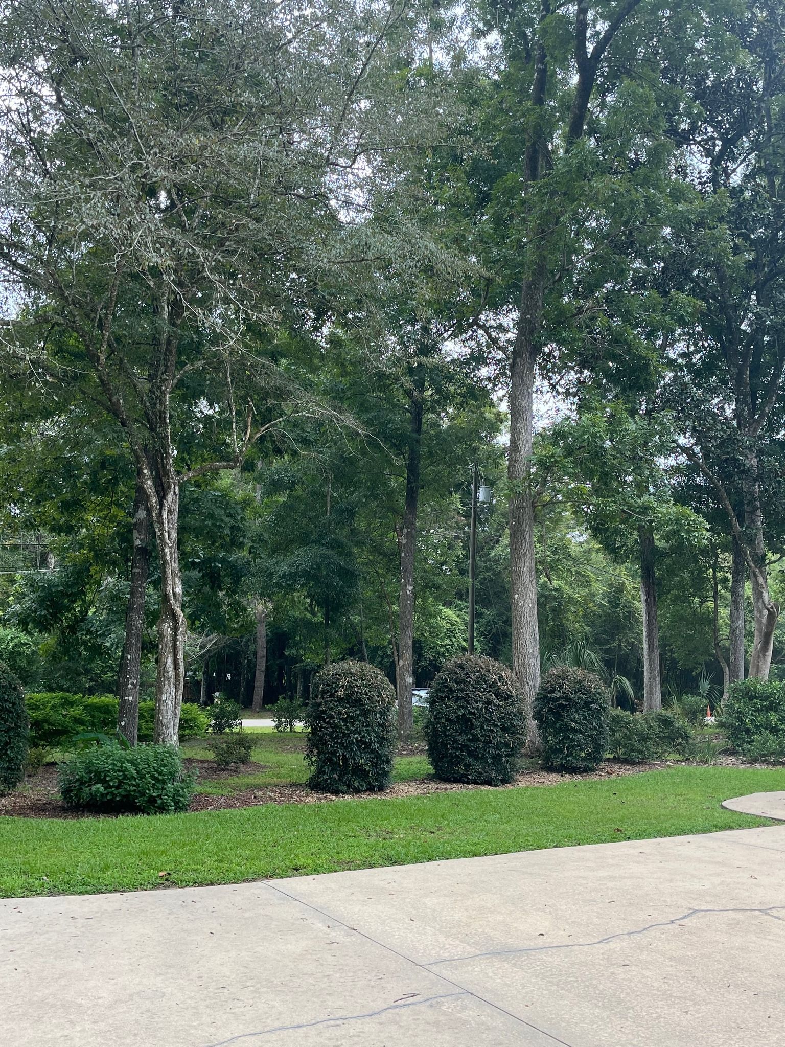 A view of dense green trees and manicured shrubs bordering a paved driveway on a sunny day.