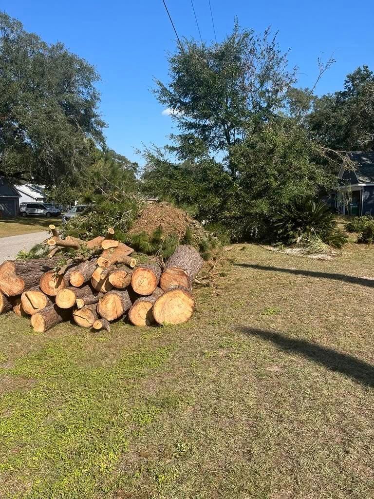 A large pile of freshly cut pine logs sits on a grassy lawn next to a road, with fallen tree branches in the background.