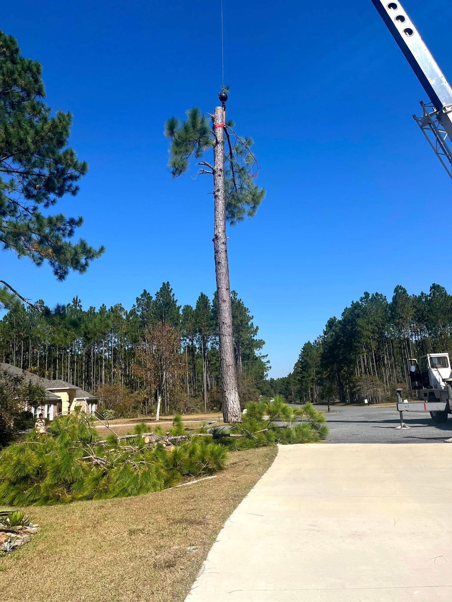 A crane hoists a tall tree trunk, with an arborist secured at the top, during a tree removal in a residential area.