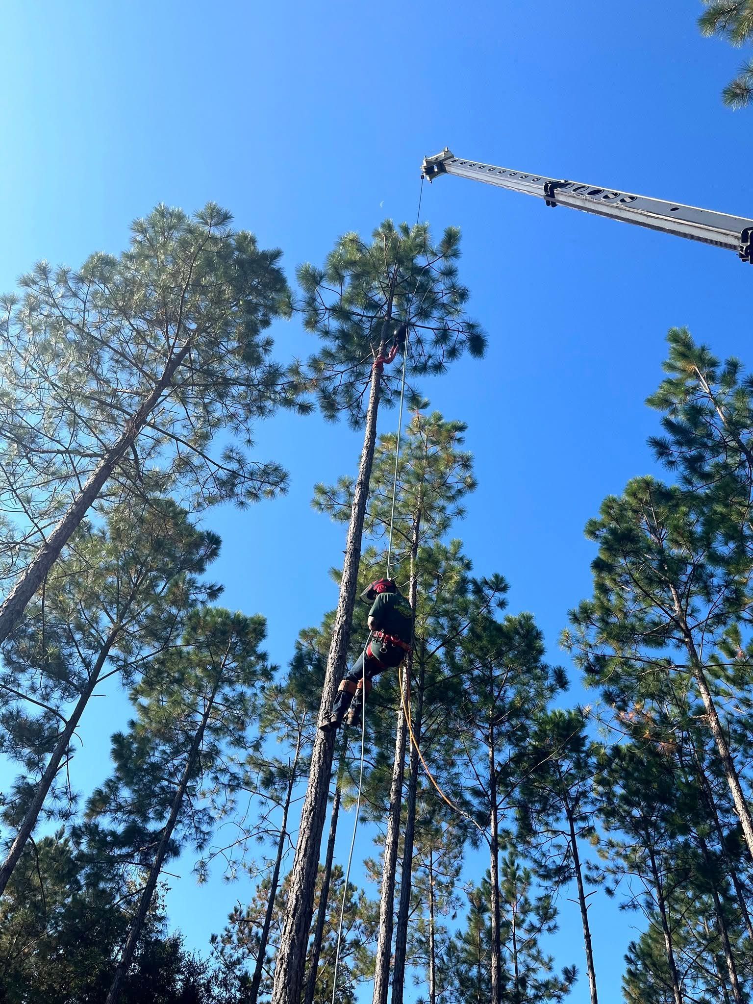 An arborist hanging from a harness while trimming a tall pine tree, with a crane boom visible against a clear blue sky.