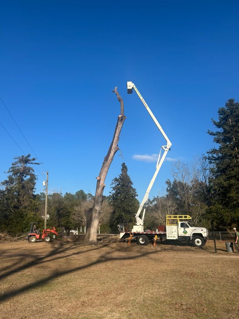 A white bucket truck reaches toward a tall, leafless tree trunk on a sunny day in an open, grassy field.