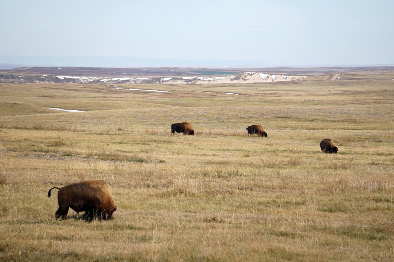 Four bison grazing in a grassy field, with a distant, arid landscape under a light blue sky.