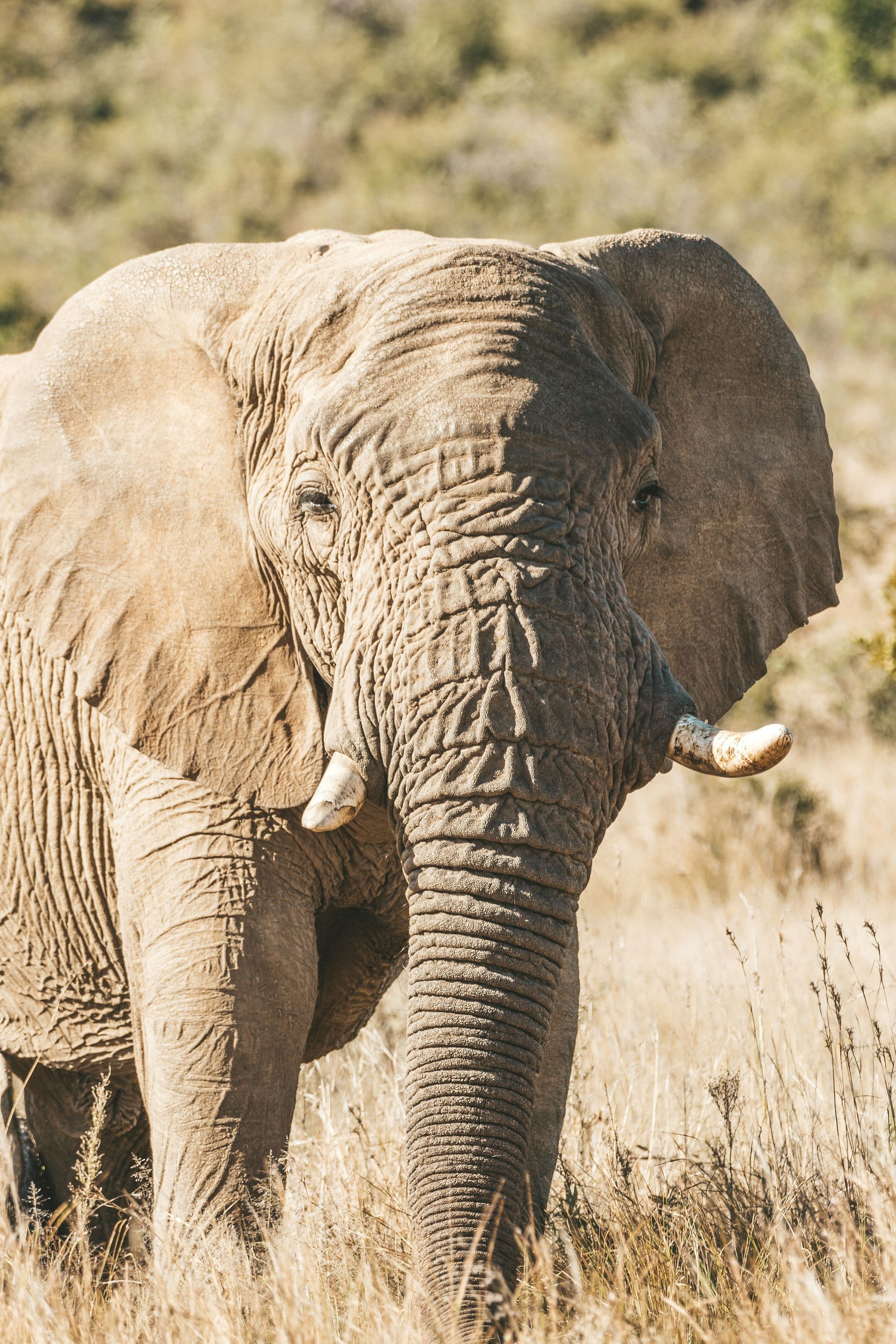 South Africa