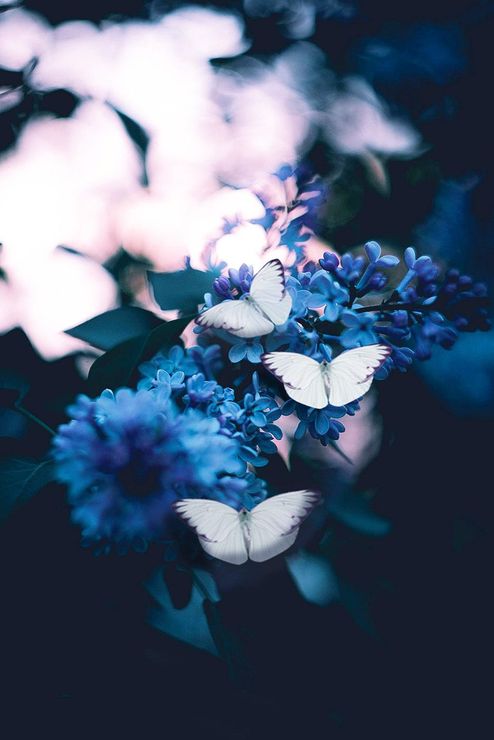 A bunch of blue flowers with white butterflies flying around them