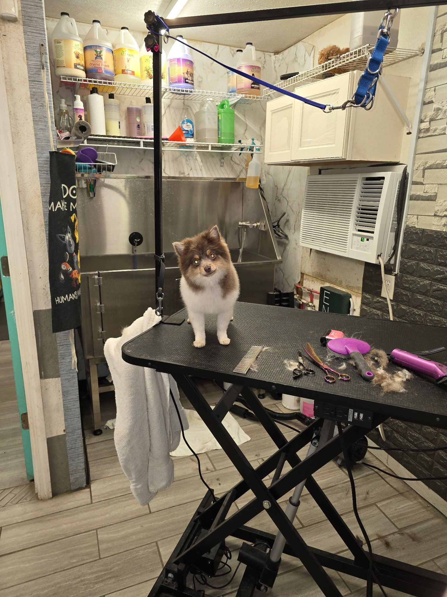 A dog wearing a bandana is standing on a grooming table.