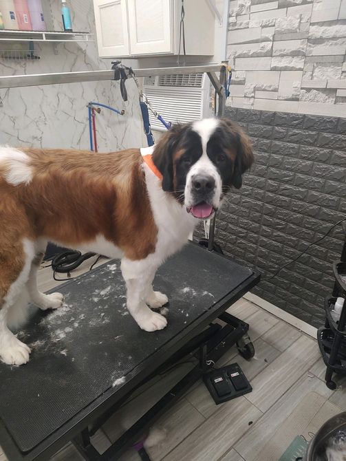 A small black and white dog is sitting on a grooming table.