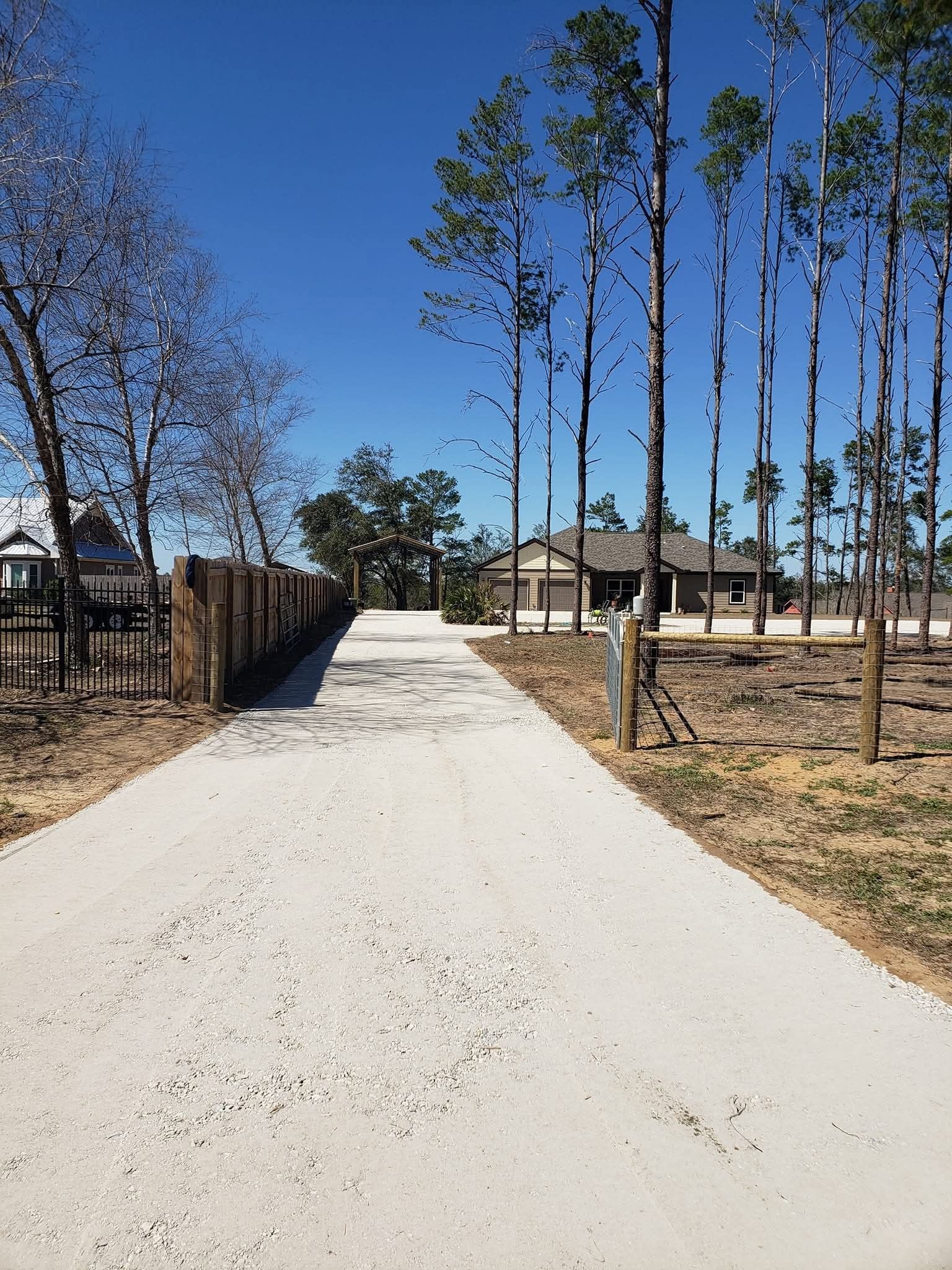 A long, light-colored gravel driveway leading to a house under a clear blue sky, flanked by tall pine trees and a fence.