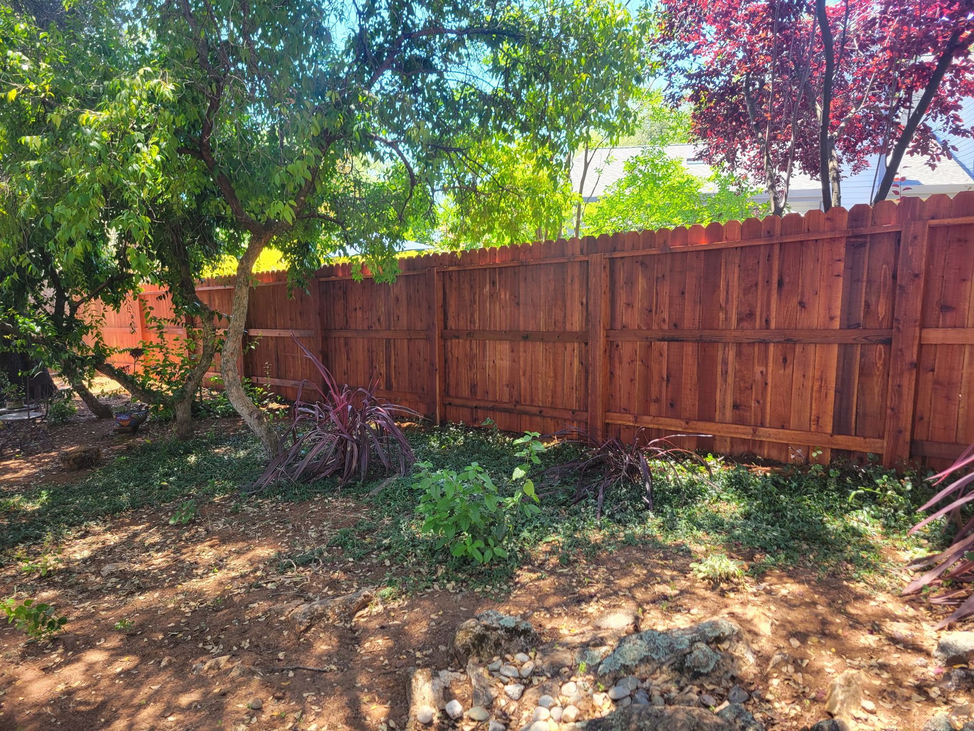 Backyard with wooden fence, trees, and patches of sunlit ground cover