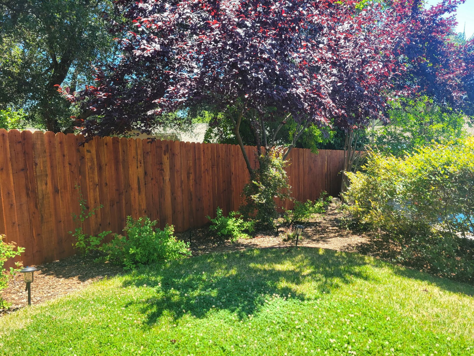 Sunlit backyard with green lawn, wooden fence, and leafy trees casting shadows