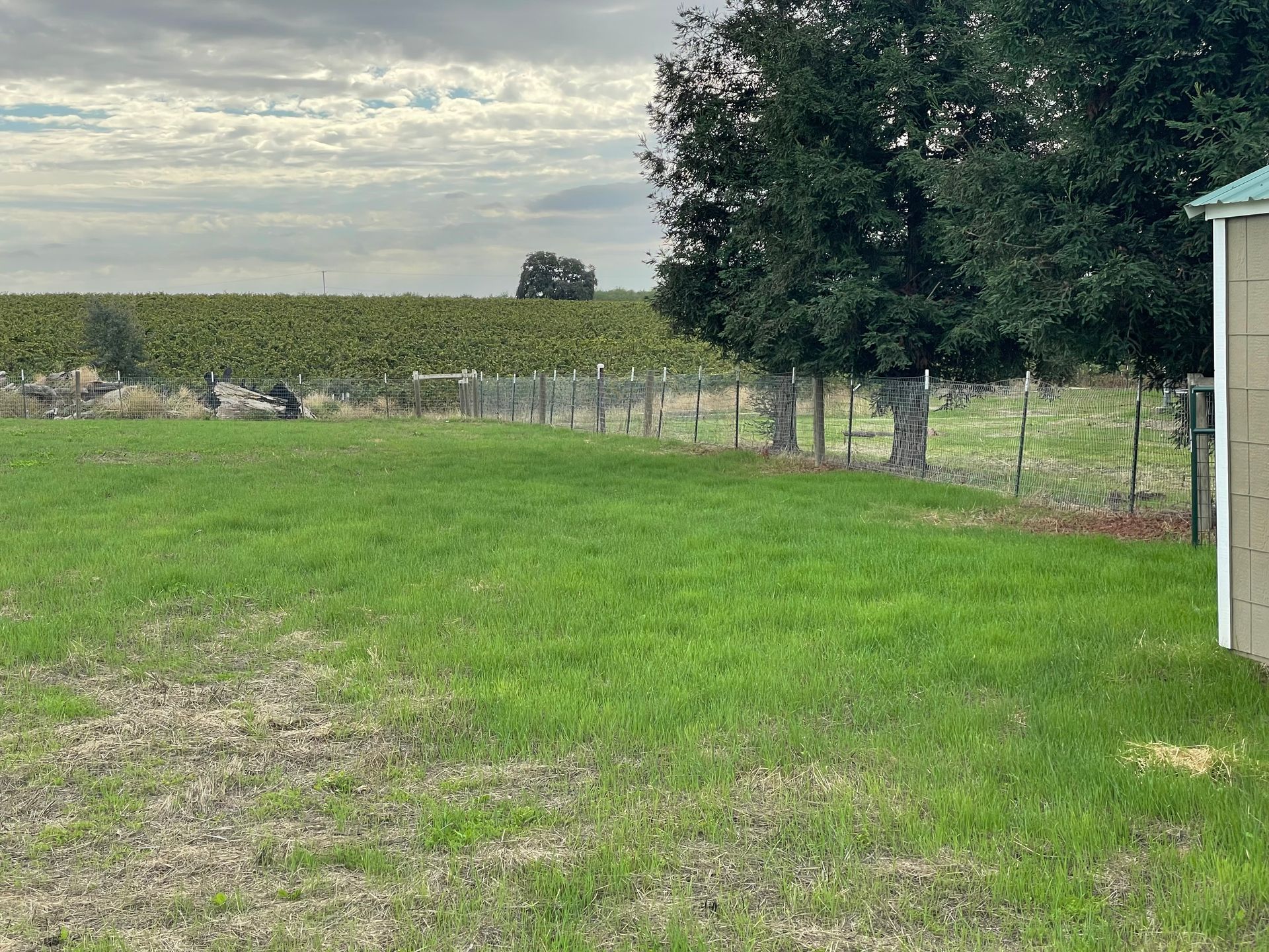 Green field next to a chain link fence and vineyard under a cloudy sky.
