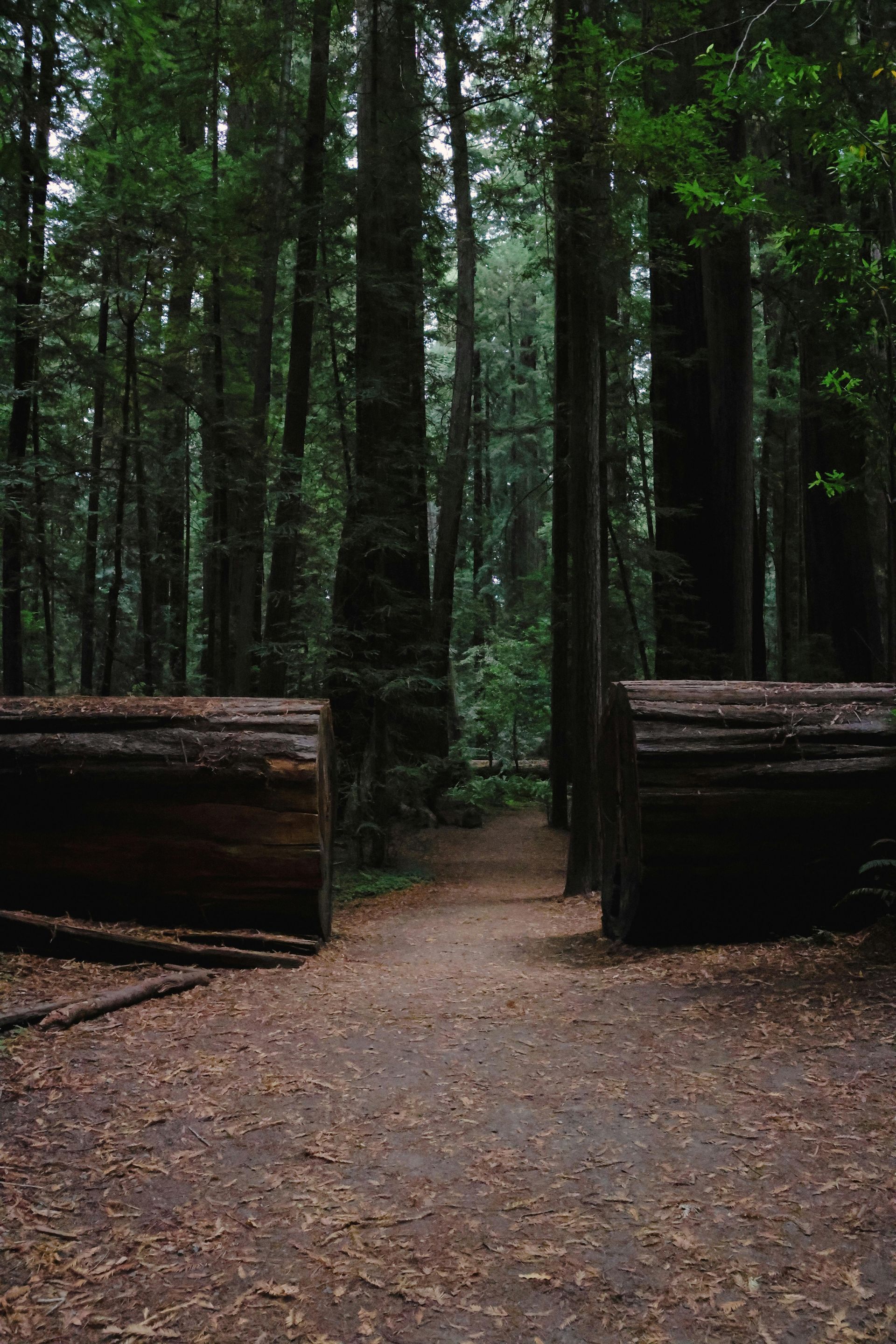 redwood