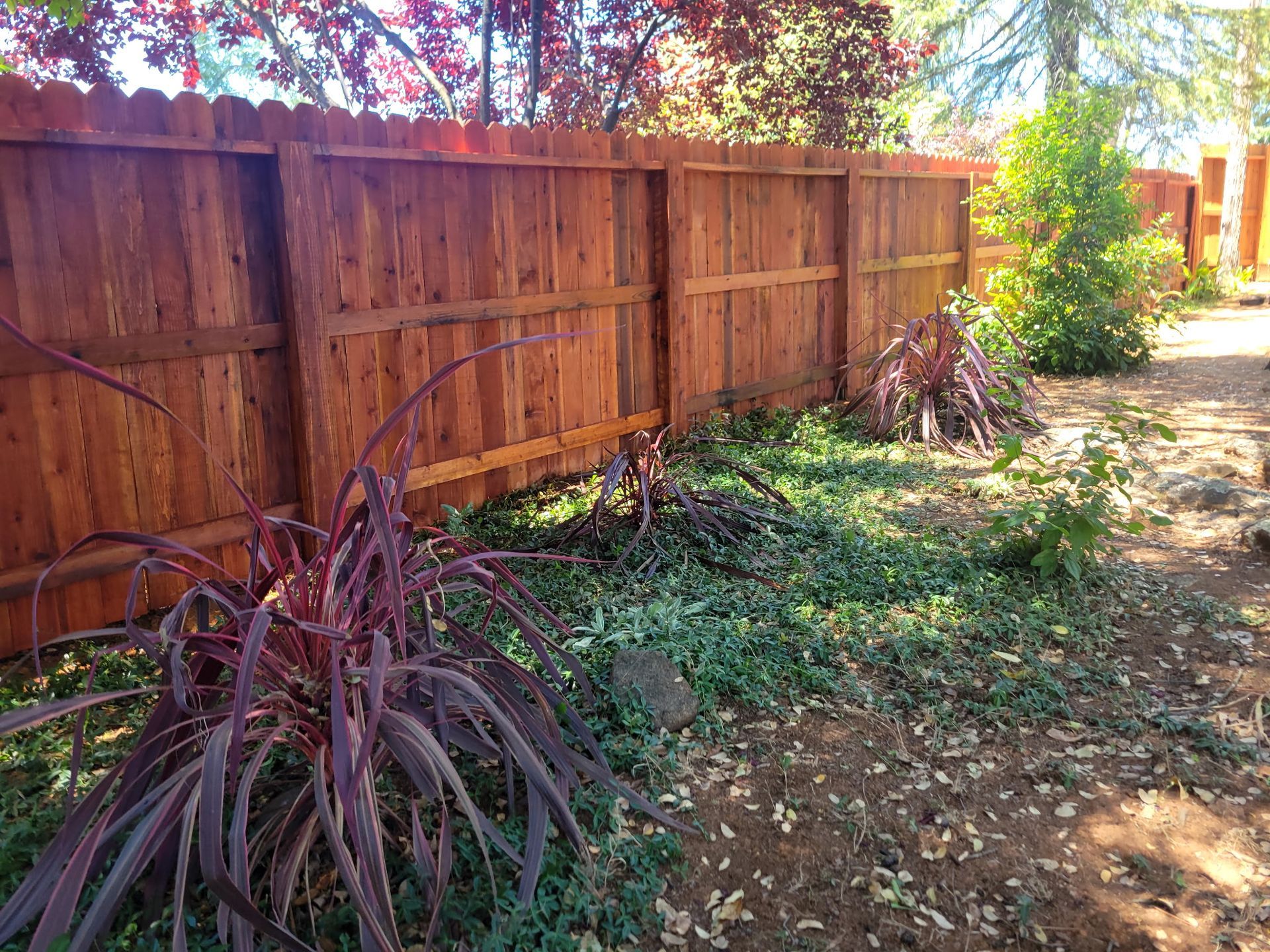 Sunlit backyard with a wooden fence, purple-leaved plants, and a leafy dirt path along the fence.