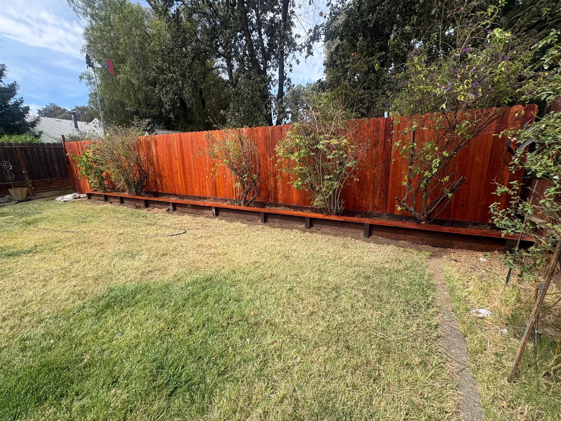 Backyard lawn with a long orange fence and tall trees in the background