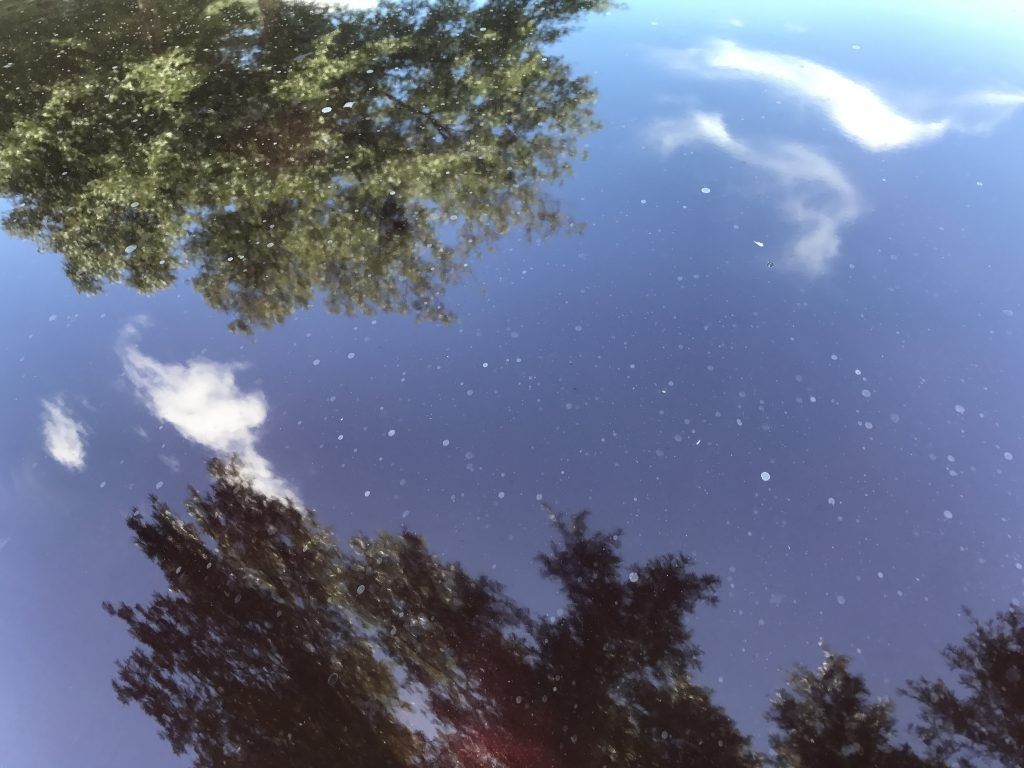 Looking up at a starry night sky with trees in the foreground