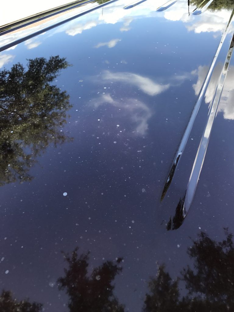 A close up of a car 's hood with trees reflected in it