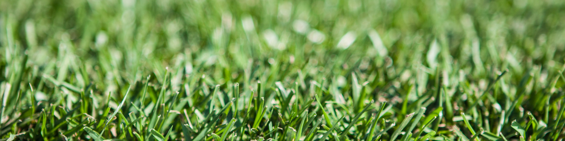 A close-up, ground-level view of a patch of lush, green grass blades in bright sunlight.