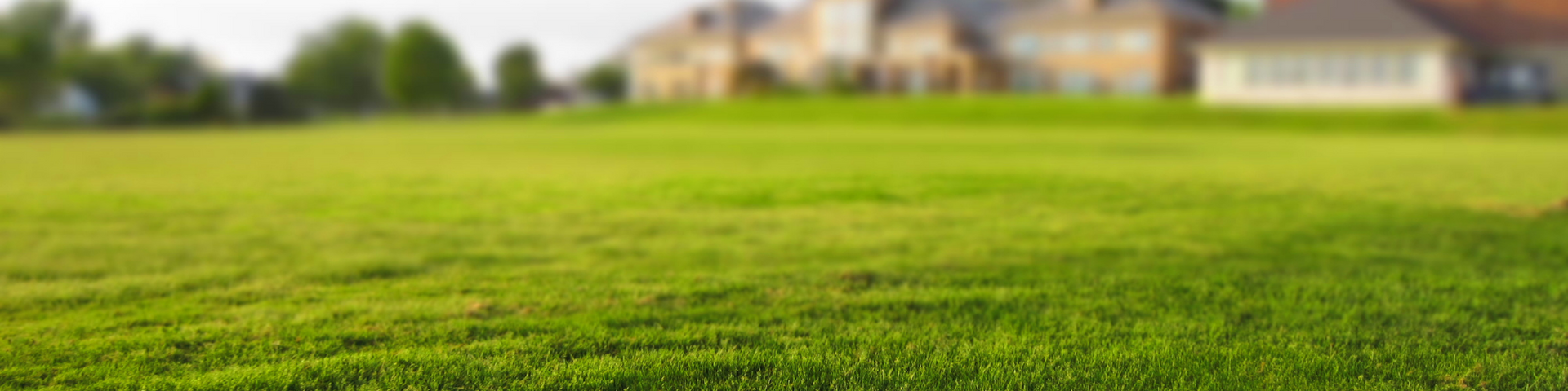 A vast, vibrant green lawn stretches toward a blurred residential building in the distance under a bright sky.
