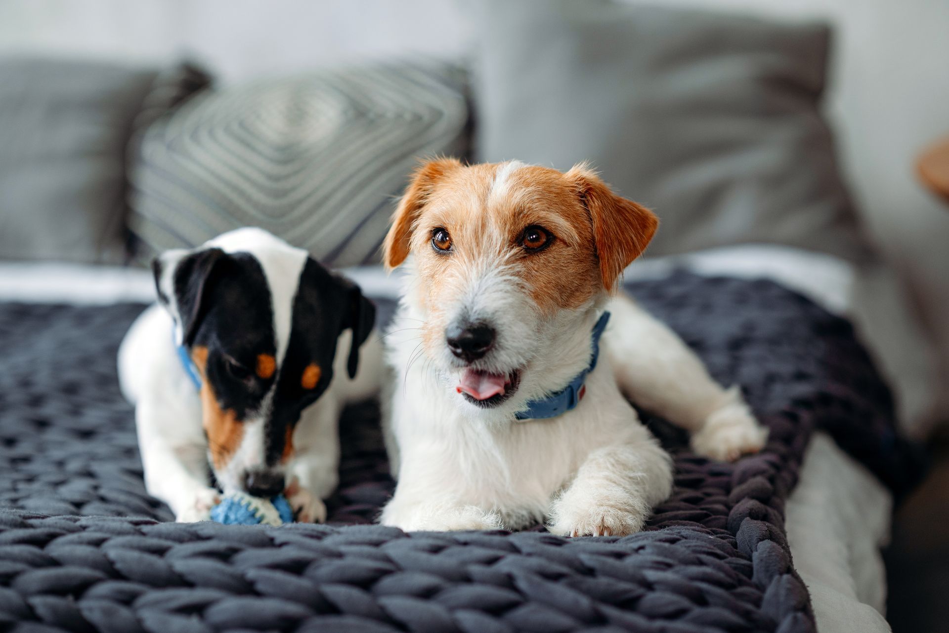 Black and white Border Collie and golden retriever standing together in a wooden dog house, both panting.