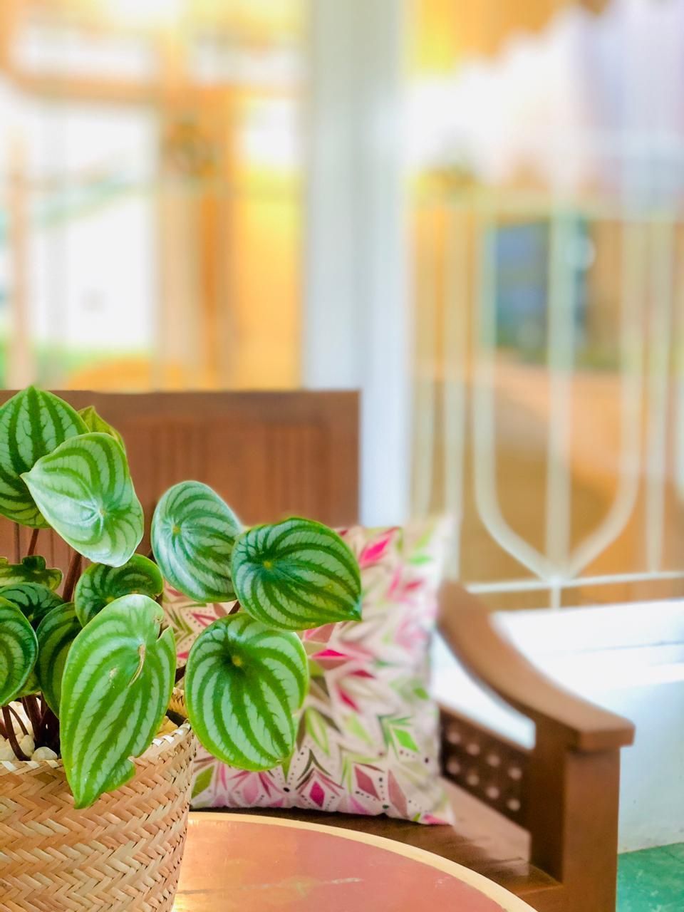 Watermelon peperomia plant in a woven basket on a table near a floral pillow and wooden chair.