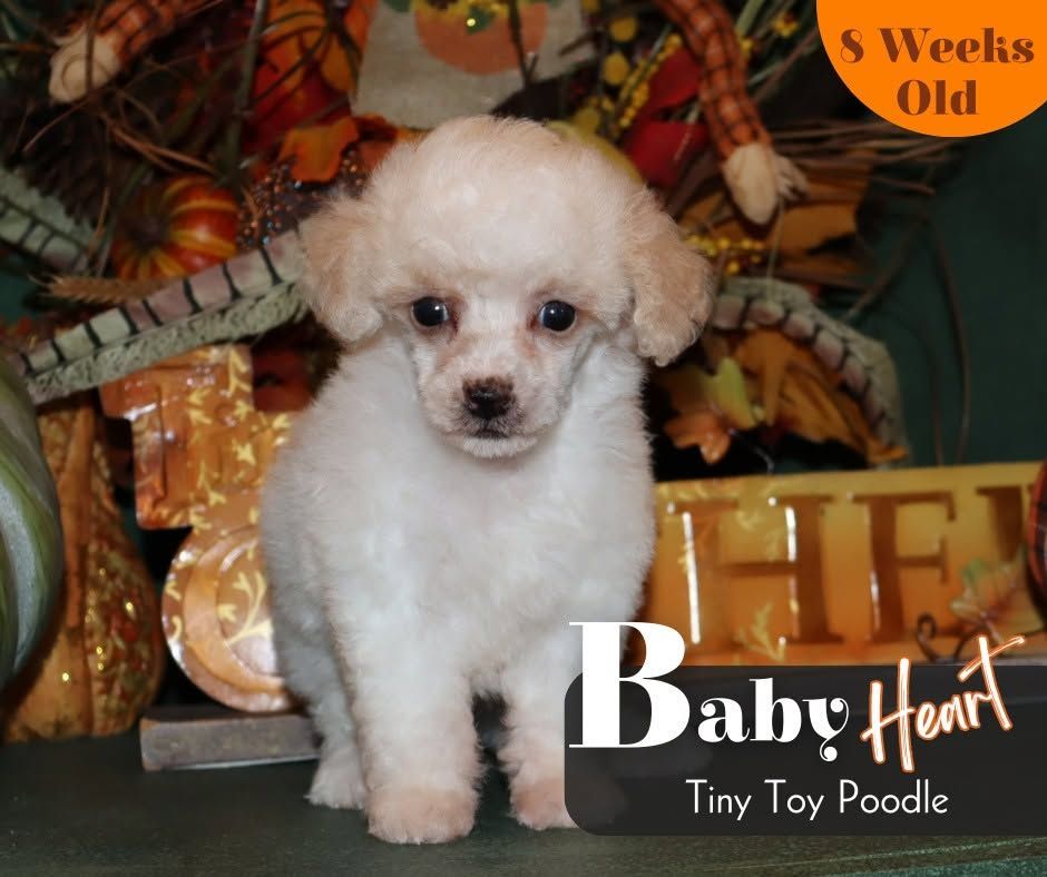 Tiny white poodle puppy sitting on a decorated autumn backdrop, with “Baby Heart” text and “5 Weeks Old” badge.