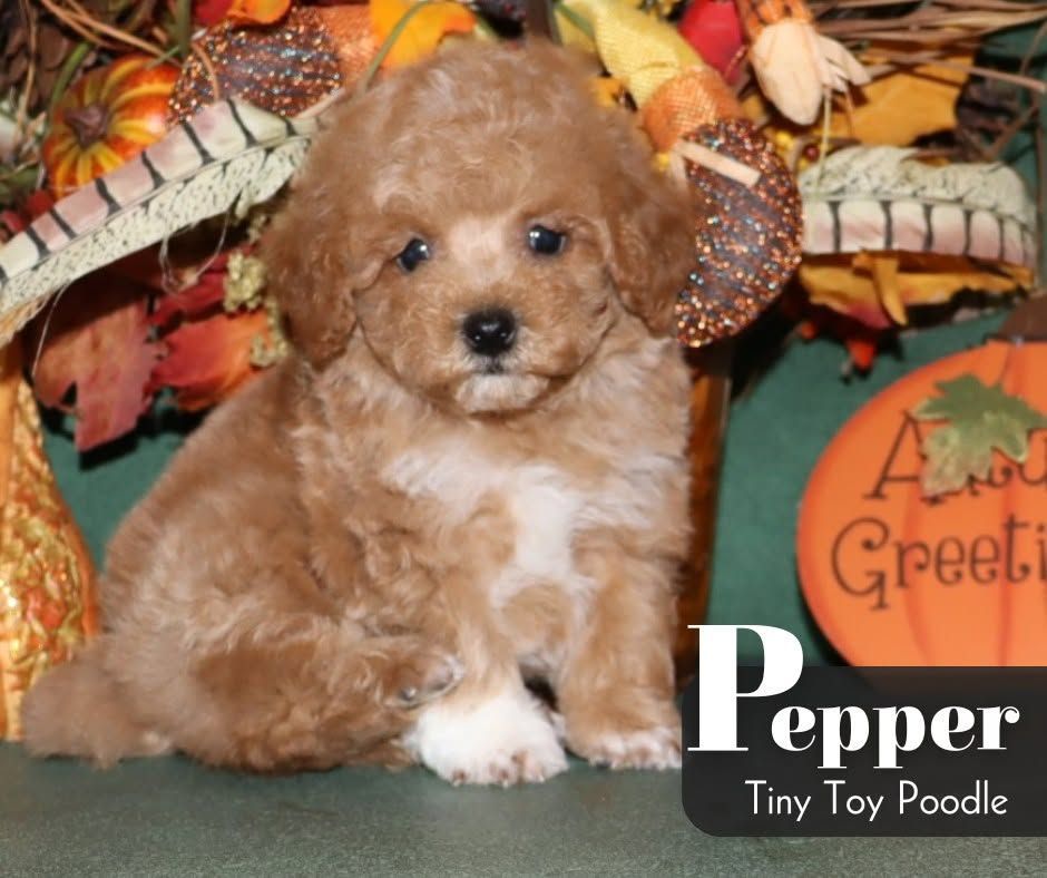Tiny tan poodle puppy sitting among autumn leaves with “Pepper” text overlay