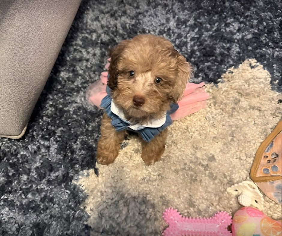 Small brown puppy in a blue outfit sitting on a rug indoors, looking up at the camera.