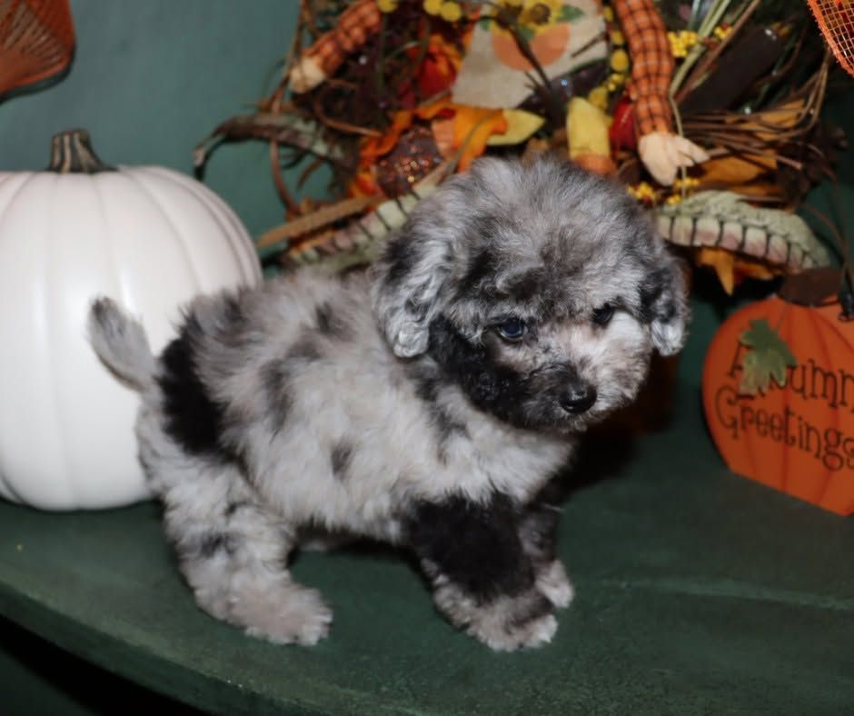 Fluffy gray-and-black puppy standing on a green surface with Halloween pumpkins and autumn decor nearby