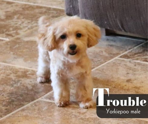 Small blue merle Yorkshire terrier puppy on a tiled floor with the name “Rubie” overlaid.