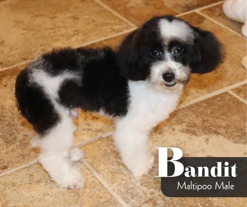 Black-and-white maltipoo puppy standing on tan tile floor, labeled “Bandit” and “Maltipoo Male”