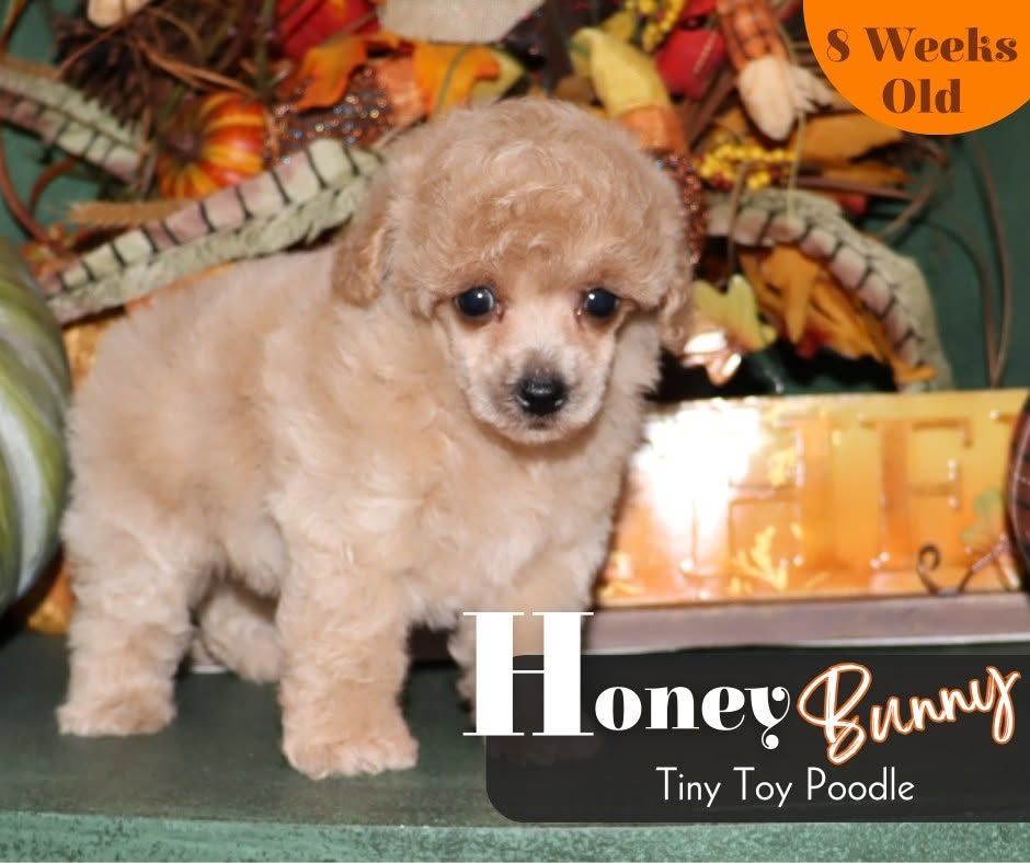 Tiny tan poodle puppy on a green surface with autumn decor and text reading “Honey Bunny” and “5 weeks old”