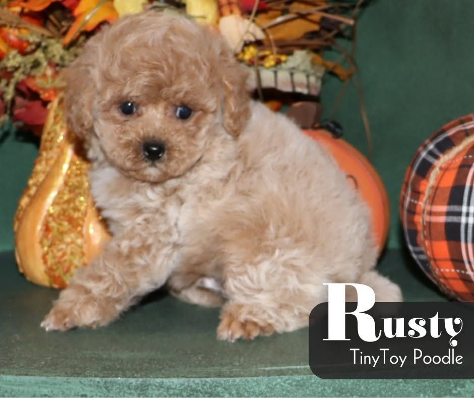 Small fluffy tan poodle puppy sitting on green carpet beside pumpkin decor, labeled “Rusty TinyToy Poodle”