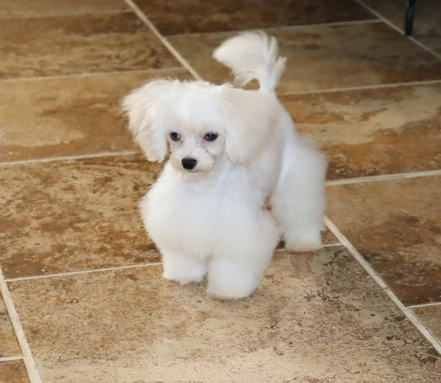 Small fluffy white puppy standing on a tan tiled floor, looking at the camera.