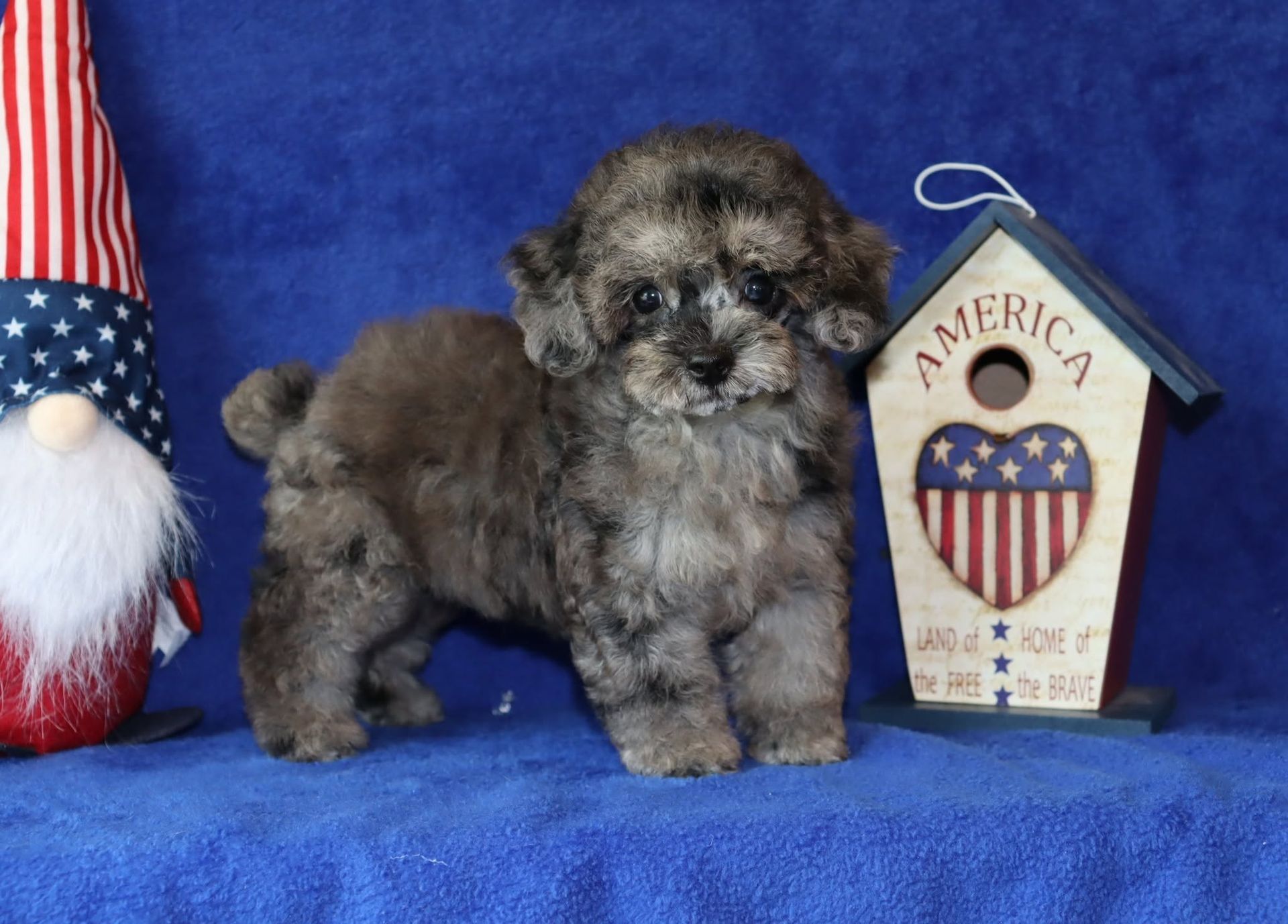 Small fluffy gray puppy on a blue blanket beside an American-themed decorative sign and gnome.