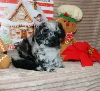 Black-and-white poodle puppy sitting on a cozy holiday backdrop with gingerbread decorations and a red poinsettia.