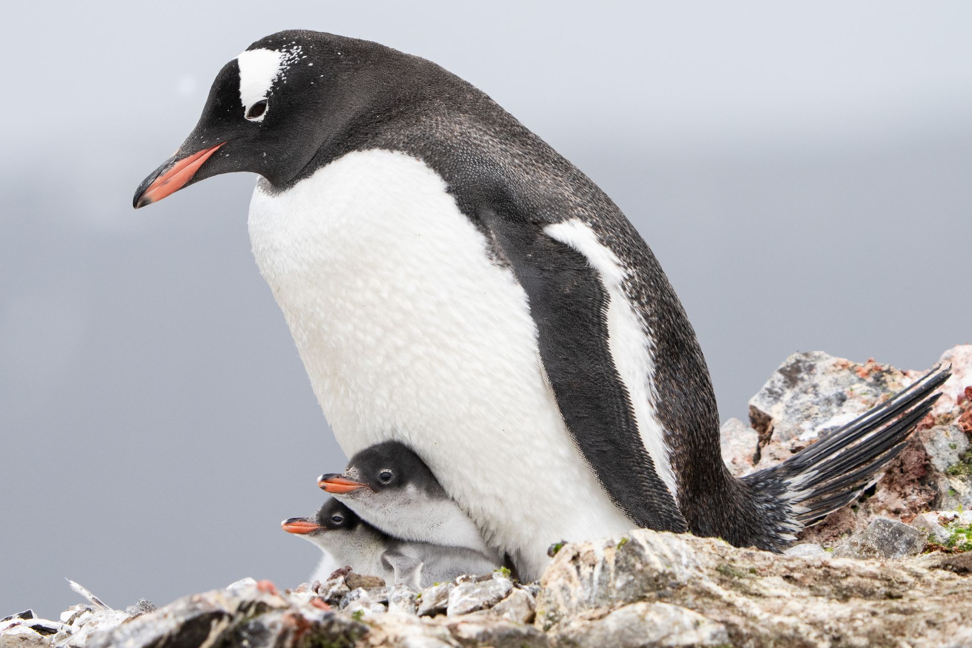 Adult penguin standing protectively over a chick on rocky ground, with snowy background