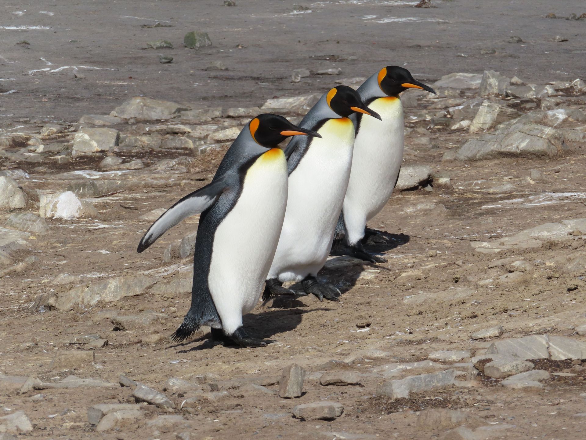 Three king penguins standing on rocky ground, with black backs, white bellies, and orange neck patches.