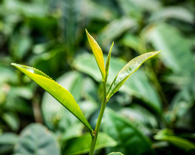 一間光線昏暗的房間,裡面有投影螢幕、桌椅和餐桌椅。