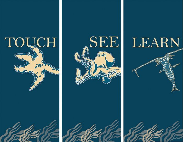 Feiro sea creatures