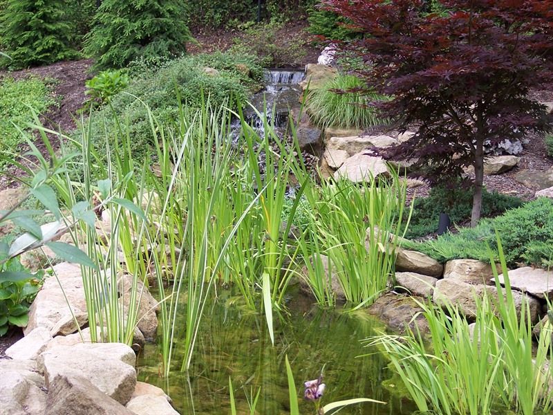 Small pond with waterfall, surrounded by green plants, rocks, and a red Japanese maple tree.