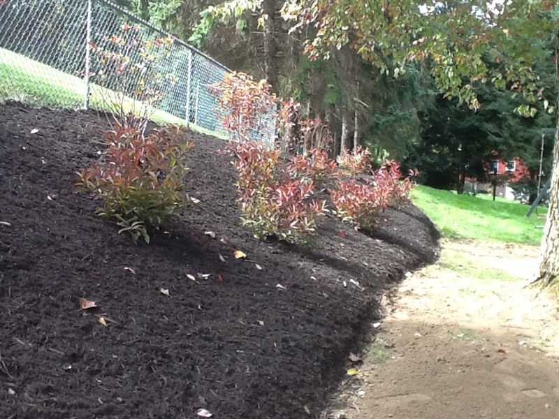 Dark mulch bed with shrubs on a sloped hillside next to a walking path; chain-link fence in background.