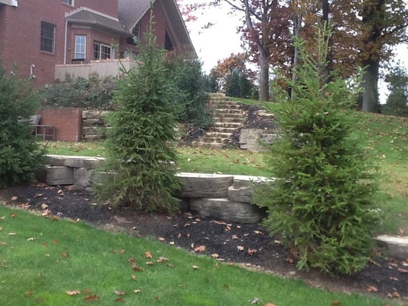 Three evergreen trees in a landscaped yard with stone retaining wall. A brick house and steps are in the background.
