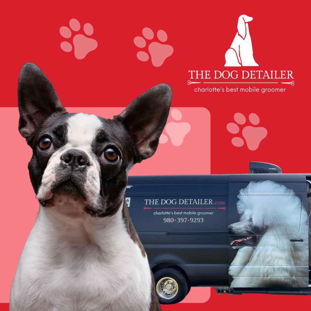 A dog standing in front of a van that says the dog detailer