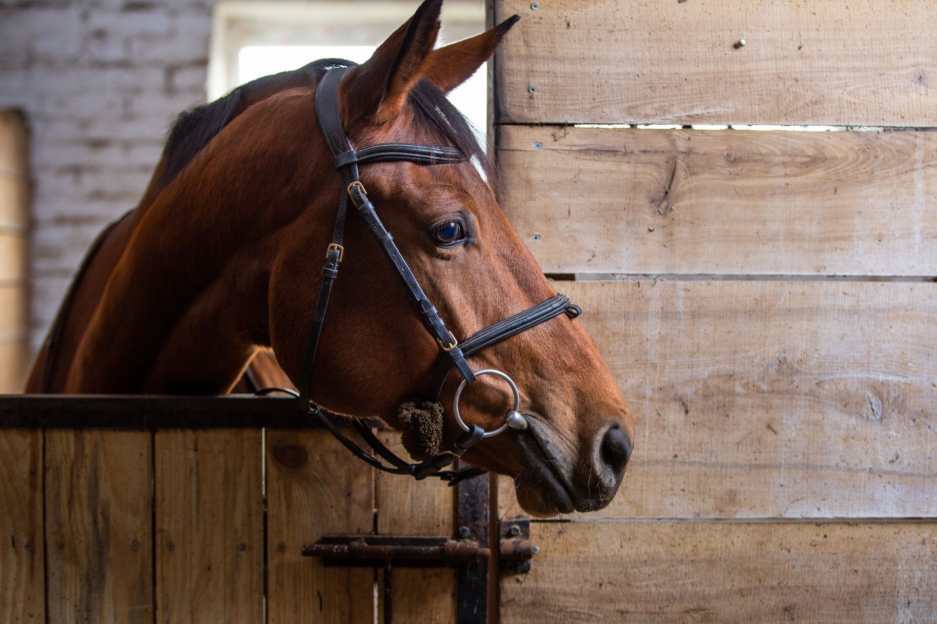 horse in a barn