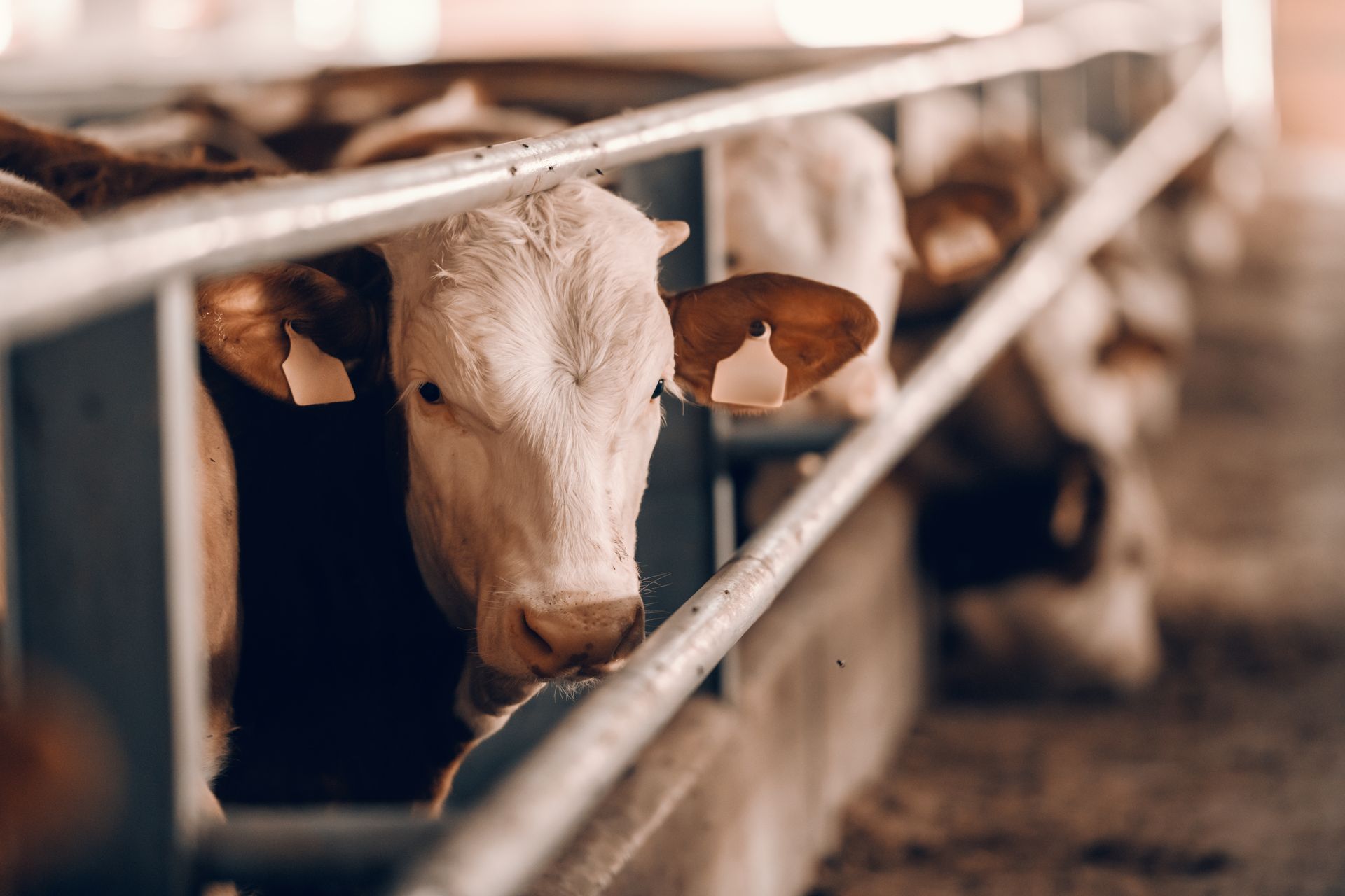 cows in a fence in a pole barn building