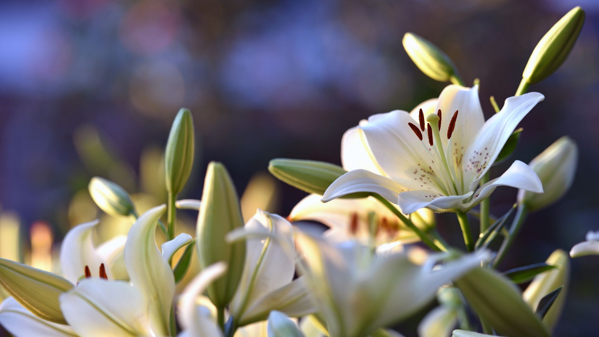 White lilies in bloom against a softly blurred background with warm sunlight
