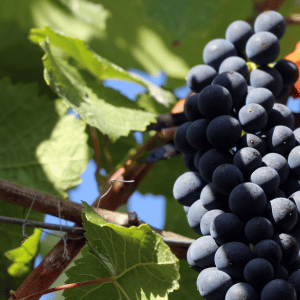 Grapes in a italian Vineyard in Valpolicella 