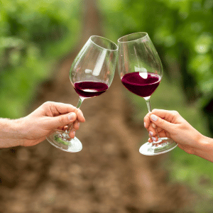 Red Wines tour in a Amarone Winery