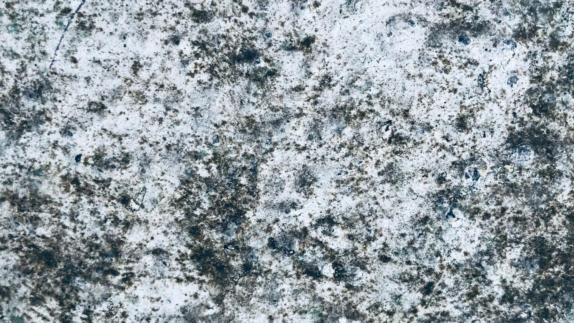 A close-up view of a wheel of blue cheese showing a textured, mold-covered rind and a small crack along its side.