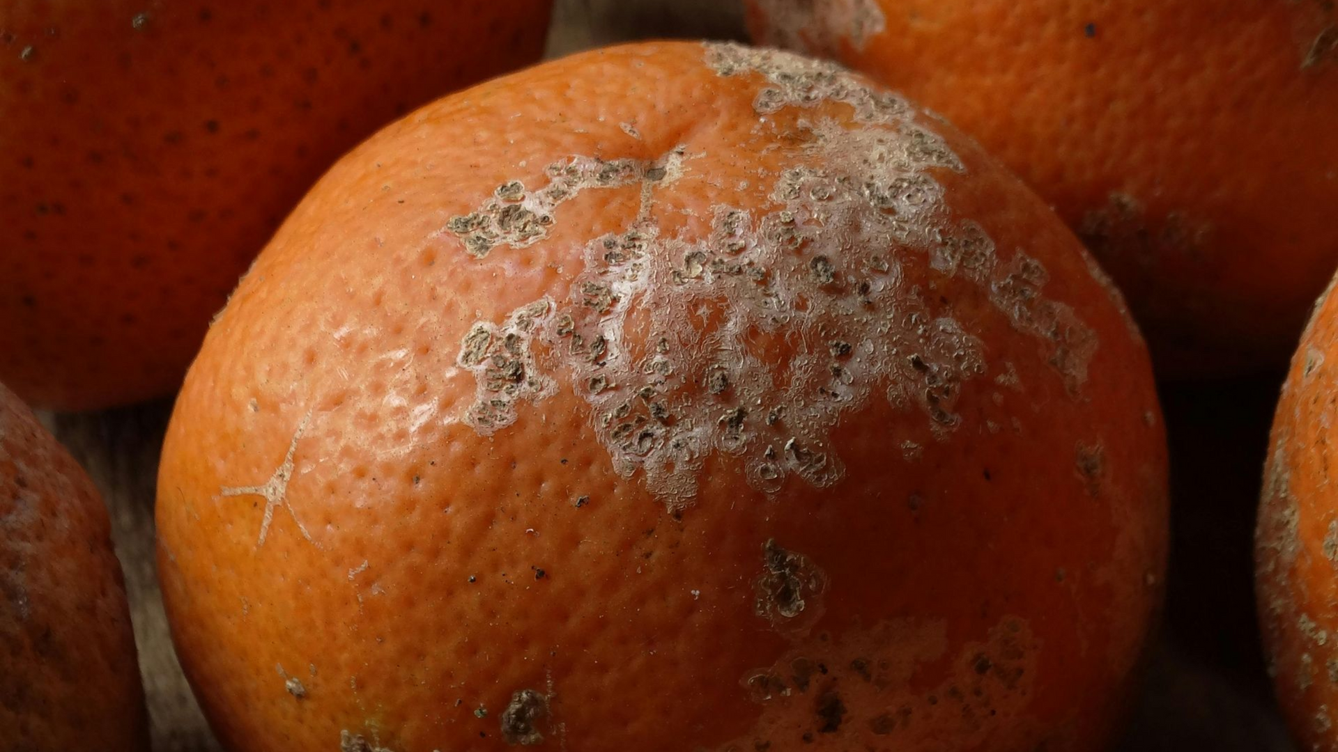 Orange covered in white mold, sitting among other oranges